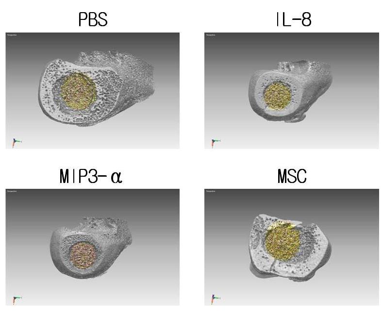 Micro CT 촬영에 의한 3D 이미지