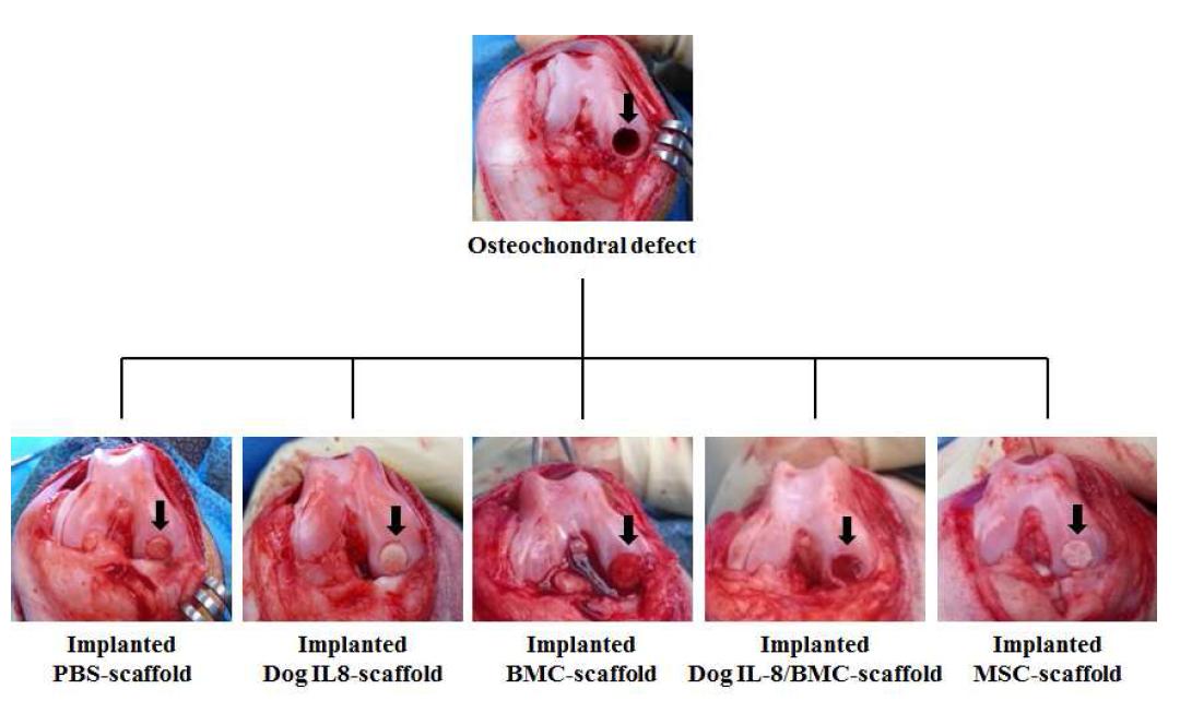 골-관절 결손부위 모델 확립 및 지지체 이식사진