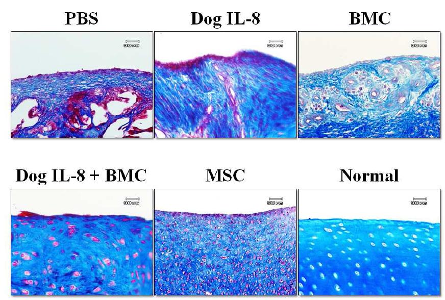 Masson’s trichrome 염색에 의한 세포 모양 및 Collagen 합성 관찰