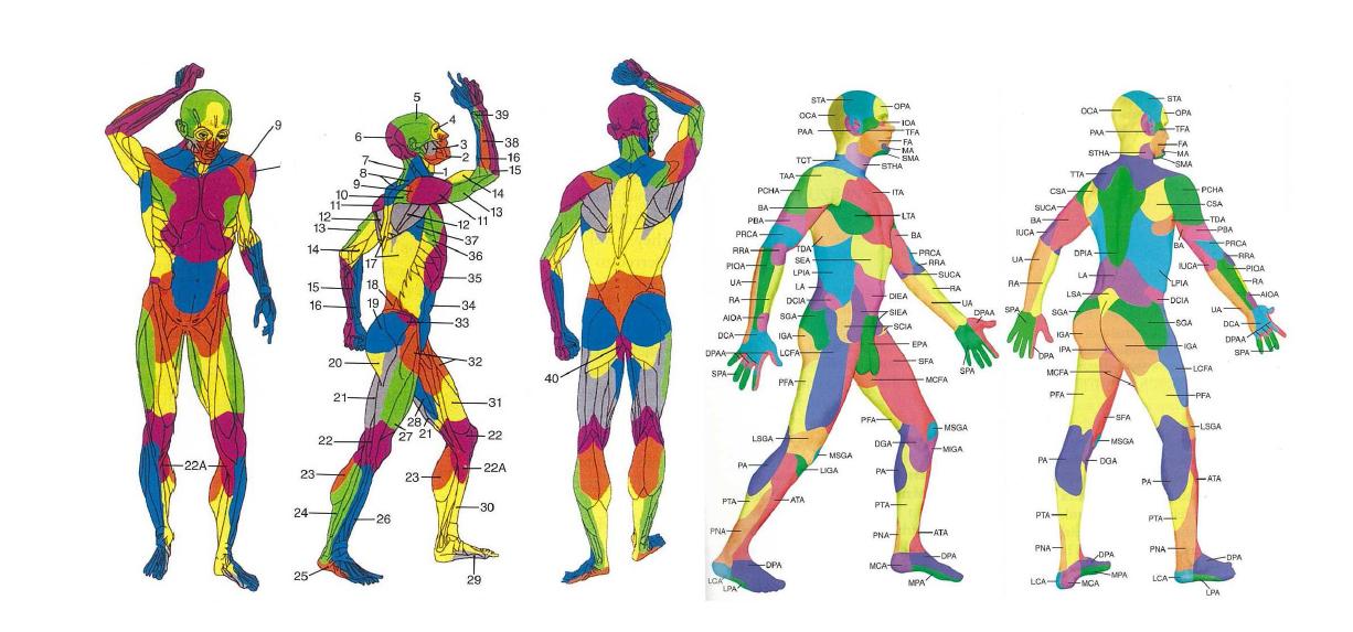 Taylor와 Palmer 가 보고한 'angiosome of the body' 그림을 신진연구자가 편집한 것으로 결국 구강악 안면재건술은 위의 서로 다른 혈관의 분포를 인위적으로 연결함으로서 결손부위에 새로운 조직을 이식하는 것을 의미함.