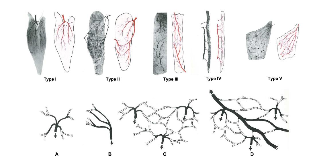 Angiosome을 설명하기 위한 기본적인 동맥과 정맥의 모식도로서 위의 그림과 같이 피부 및 피하조직으 로의 동맥 공급의 형태와 모양을 미세조직학적으로 확인하고, 동시에 아래그림과 같이 정맥환류 (venous return) 과정도 동시에 확인하려는 연구방향이 절실히 필요함.