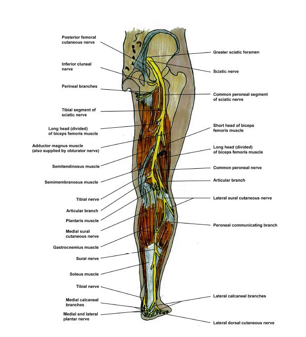 Anatomical schematic drawing of the posterior and lateral leg, showing the sural nerve origins and its communicating branches.