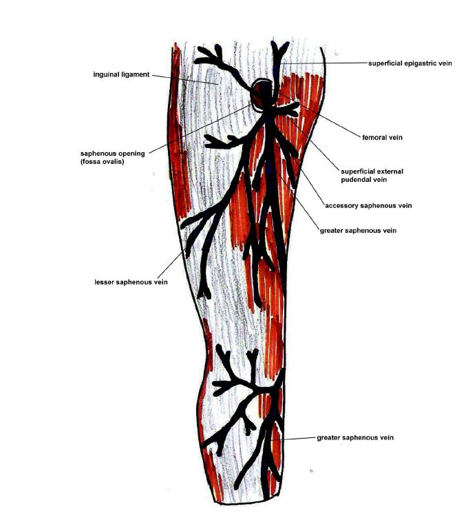 Schematic drawings of superficial veins of right lower leg.