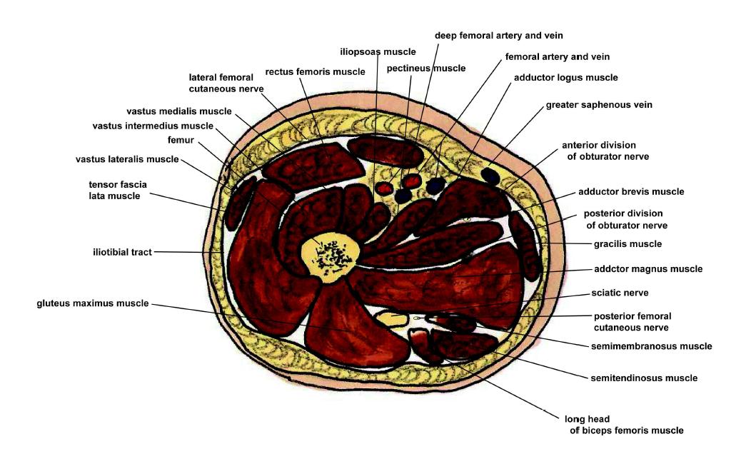 Cross–sectional anatomical drawings of the upper quadrant in the lower leg.