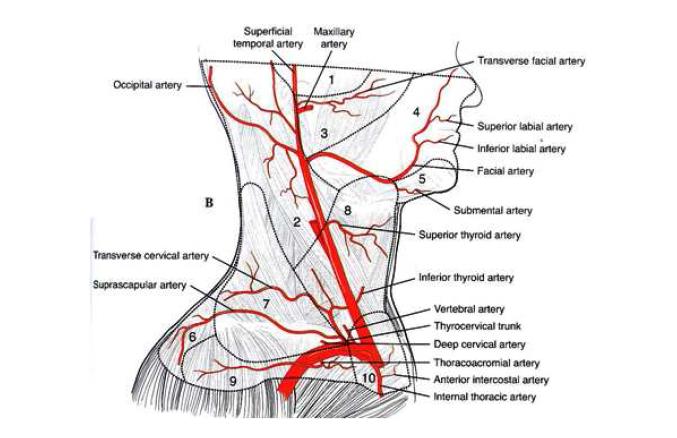 Vascular territories supplying the neck