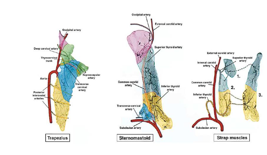 Angiosomes of the neck: anatomic study and clinical applications