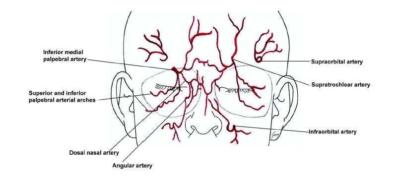 Distribution of facial artery in the upper face transplantation.