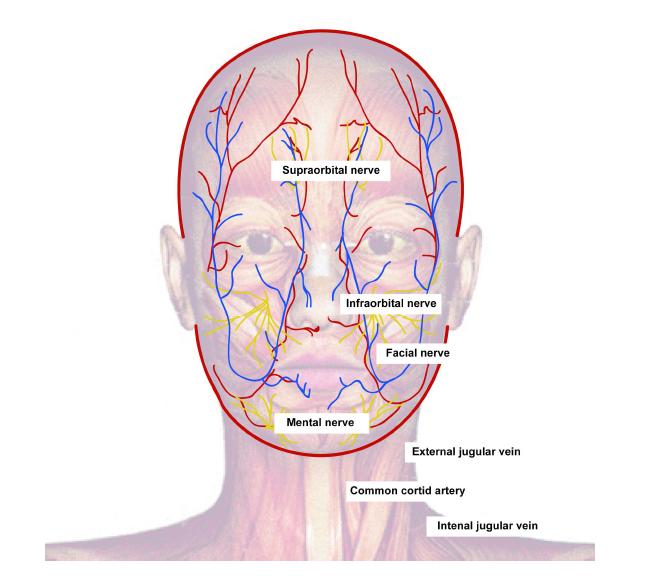 Schematic drawing showing anatomy for full face transplantation