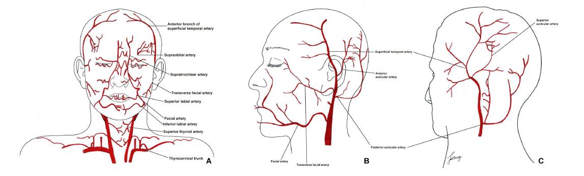 Consideration of arterial distribution for face transplantation in the frontal, lateral, and rear view