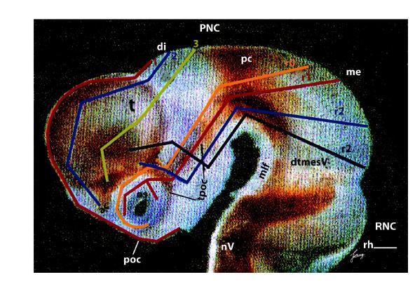 Migration pathways of neural crest in mouse embryo.