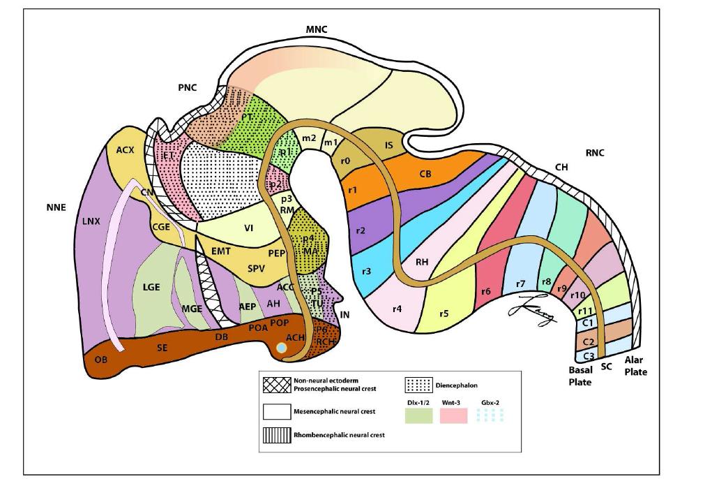 Neuromeric coding of the central nervous system in mammalian model modified from JLR Rubenstein[ 6,7,25] .