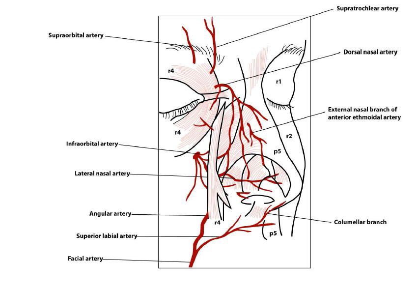 Developmental field of midfacial soft tissues according to the arterial distribution patterns.