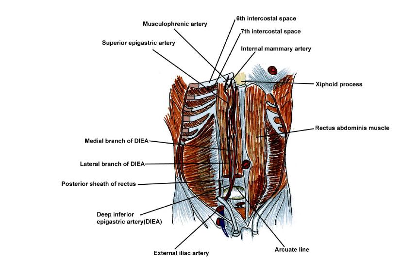 Schematic drawing of the rectus abdominis muscle and its related anatomies, anterior view. DIEA, deep inferior epigastric artery.