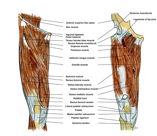 Schematic drawing of rectus femoris, vastus lateralis muscle, and its related muscular anatomies, anterior view.