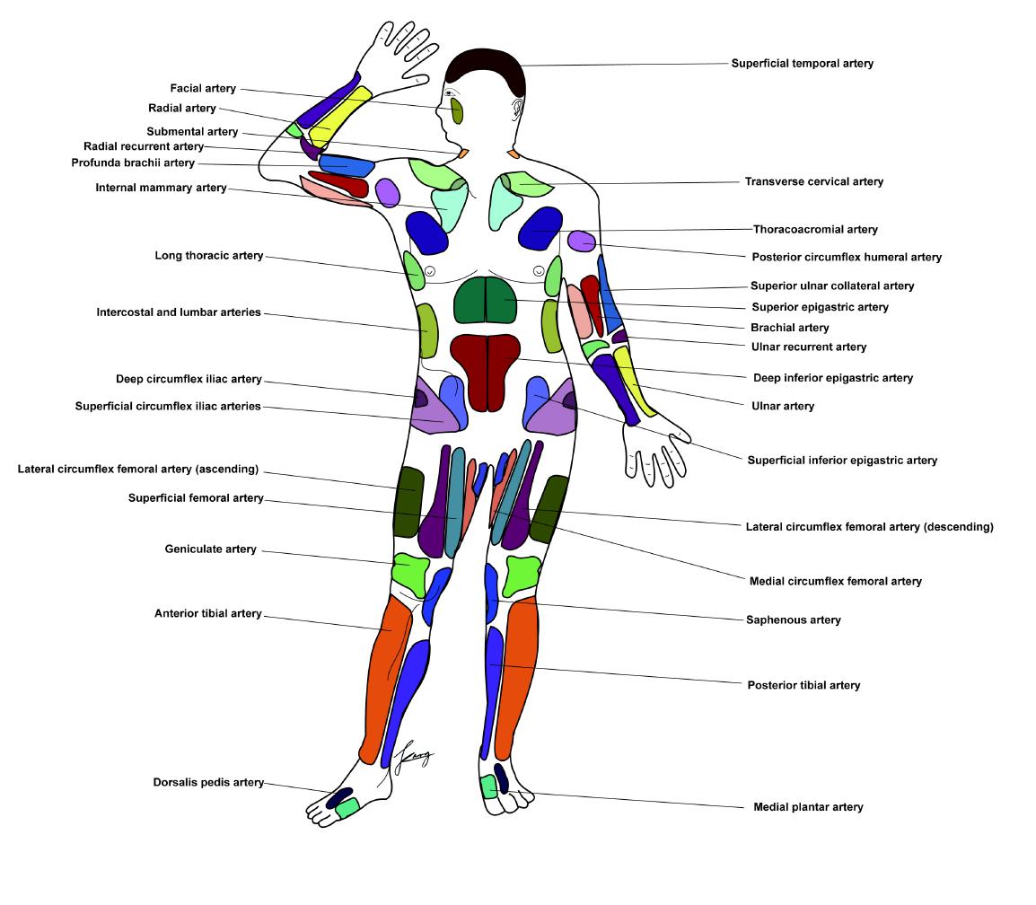 Composite schematic drawings of the vascular territories of the body that corresponds to source arteries, anterior view.