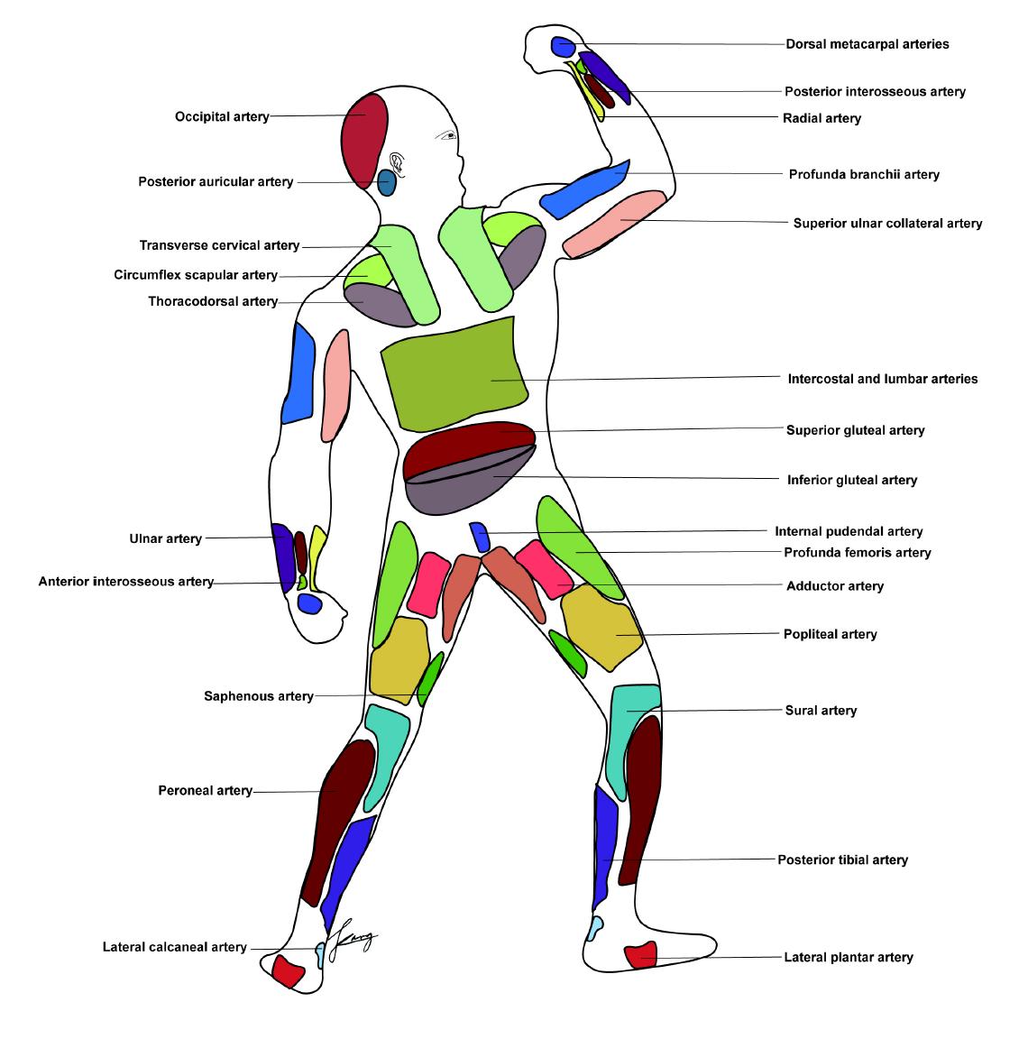 Composite schematic drawings of the vascular territories of the body that corresponds to source arteries, posterior and oblique view.