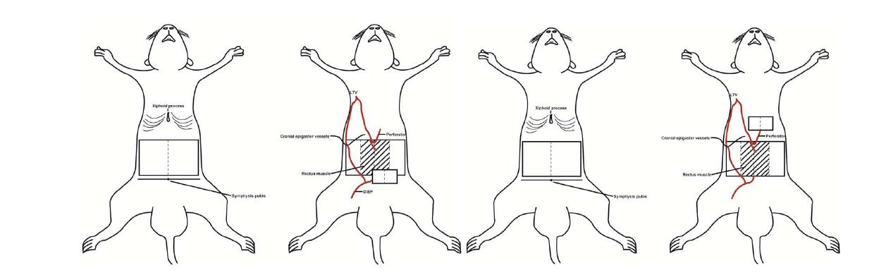 cranial epigastric artery는 internal thoracic artery의 large- caliber terminus로 cranial epigastric artery로 rectus abdominis muscle 하방으로 들어감. Cranial epigastic vessel은 human에서 inferior deep epigastric vessel과 유사하게 anterior abdomen에 영양 공급을 하며, human의 inferior deep epigastric vessel 과는 반대 방향에 있음.