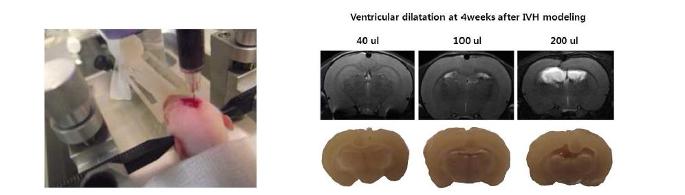 IVH modeling in newborn rat pups