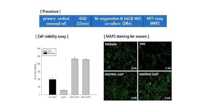 제대혈 중간엽 줄기세포에 의한 뉴론세포의 보호 효과
