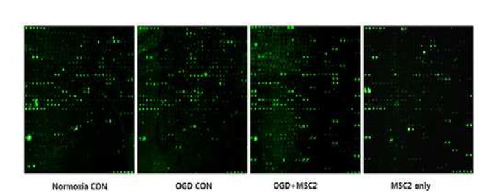 항체 어레이를 이용한 MSC2의 배지의 분석