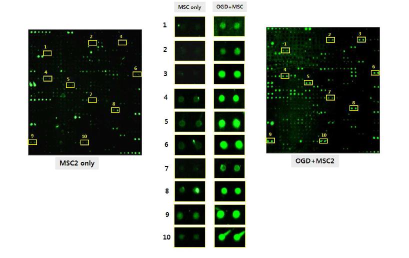 OGD+MSC에서 증가하는 분비 단백질 예 (10종 단백질)