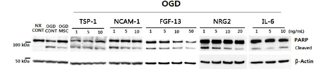 역가 후보 단백질들의 재조합 단백질 처리에 의한 세포사 보호 효과- western blot