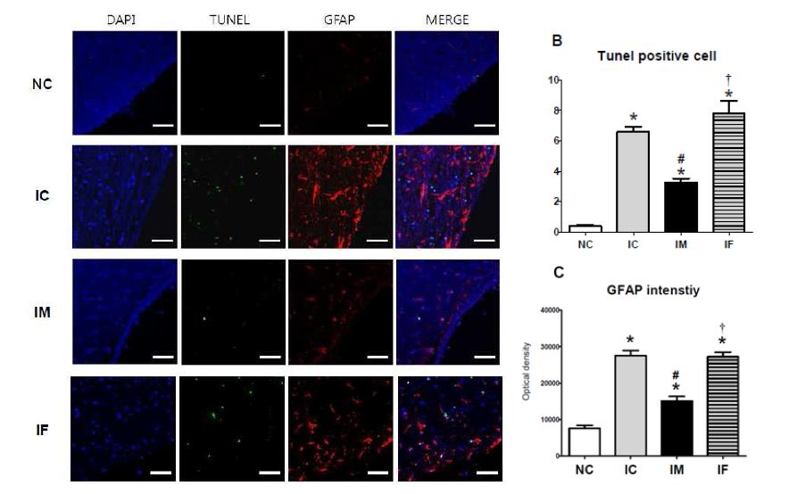 Brain cell death and reactive gliosis after IVH