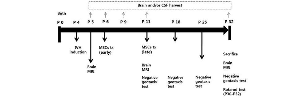 Experimental schedule for optimal transplantation timing