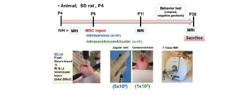 Experimental schedule for optimal transplantation route