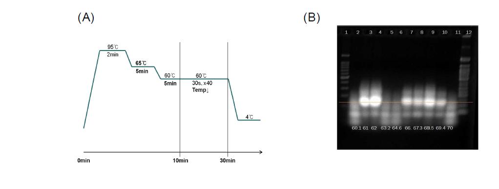 라이브러리 합성(A)을 통해 확정된 구조 핵산 단량체의 가열 냉각(annealing)사이클(B).