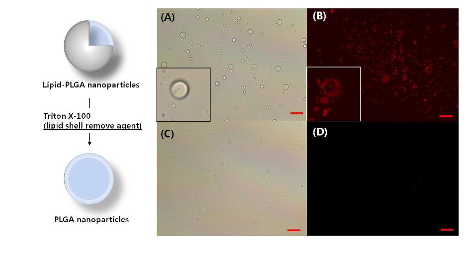 현미경을 이용한 Lipid- PLGA 나노입자의 확인