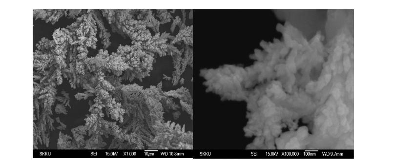 직접 합성된 조영제의 FE- SEM이미지의 예.