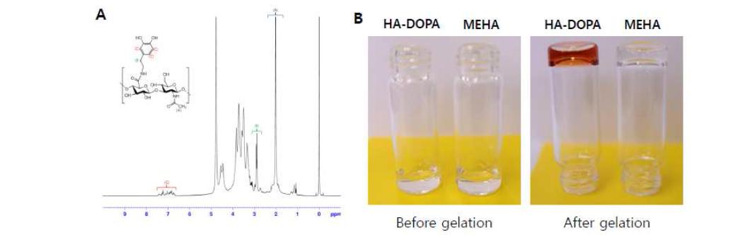 (A) HA- DOPA 유도체 확인을 위한 NMR 분석. (B) HA- DOPA 하이드로젤 형성