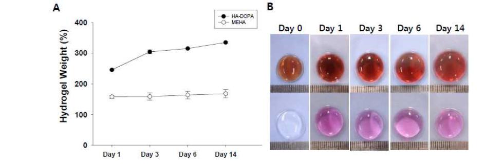 HA- DOPA 하이드로젤의 안정성 조사(37℃ 조건 하에 PBS buffer 내에서 2주 동안 유지).