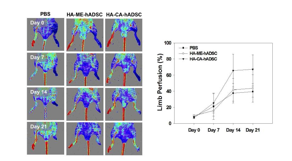 HA 하이드로젤을 이용한 마우스 하지허혈 모델에 지방유래 줄기세포를 이식한후 허혈 부위 내 혈류량 변화 측정을 위한 도플러 이미징 분석.
