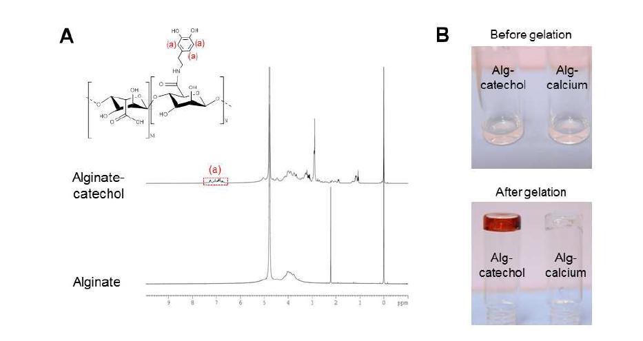(A) 알긴산에 도파민을 도입하여 합성된 알긴산-카테콜(alginate- catechol)의 구조 및 NMR 분석. (B) 제작된 알긴산-카테콜은 약염기성(pH 8.5) 조건 하에 산화제(NaIO4)에 의해 쉽고 효율적으로 하이드로젤을 형성함.