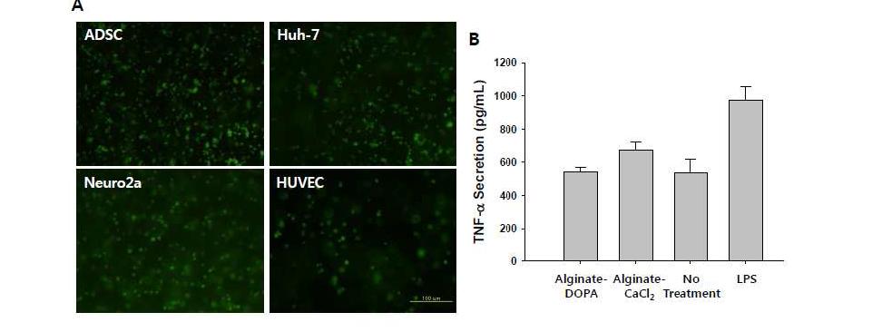 (A) Alg- DOPA 하이드로젤 내에서 배양된 다양한 세포주의 LIVE/DEAD 분석. (B)하이드로젤과 Alg- DOPA 함께 배양된 대식세포(Raw264 세포주)로부터 분비된 TNF- α 분 비 측정을 위한 ELISA 분석.