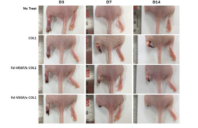 콜라젠 하이드로젤 기반 VEGF 성장인자 전달을 통한 하지허혈 치료 효능 분석.치료 후 14일까지 관찰된 마우스 허혈 족부 외형.