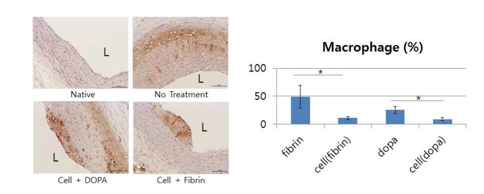 생체접착성 HA- catechol 하이드로젤을 이용하여 제대혈 줄기세포를 토끼 내막비후모델에 적용한 후 수행된 비후된 내막에 분포하는 대식세포(macrophage) 면역염색 및 대식세포가 차지하는 면적 정량 분석.