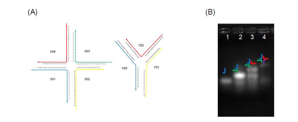 (A) 구조 핵산 단량체 X형의 조립 모식도 (B) 전기영동을 통한 구조 핵산 단량체의확인(X형 단량체) 1번 라인은 X01 단일가닥, 2번 라인은 X01과 X02가 결합된 구조체, 3번라인은 X01, X02, 및 X03이 결합된 구조체, 4번 라인은 X01 내지 X04가 결합된 X형 핵산 나노 구조체가 형성된 것을 확인함.