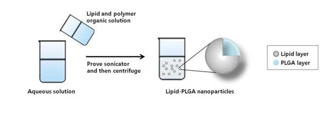Lipid- PLGA 나노파티클 합성법