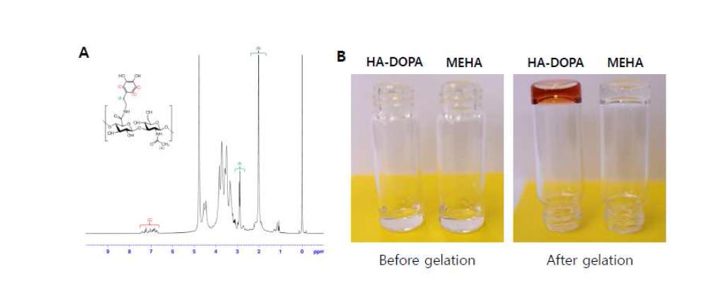 (A) HA- DOPA 유도체 확인을 위한 NMR 분석. (B) HA- DOPA 하이드로젤 형성과정.