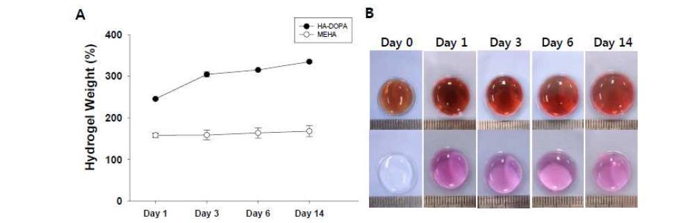 HA- DOPA 하이드로젤의 안정성 조사(37℃ 조건 하에 PBS buffer 내에서 2주 동안 유지). (A) HA- DOPA 하이드로젤의 질량 변화. (B) HA- DOPA 하이드로젤의 외형학적변화.