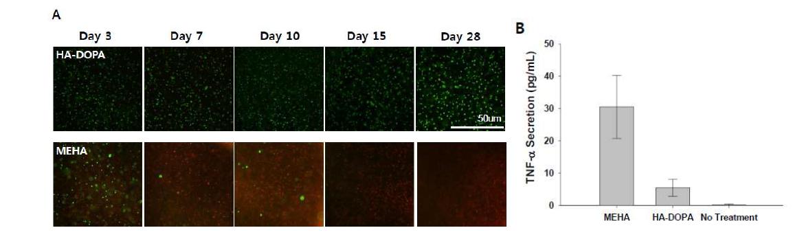 (A) HA 하이드로젤(HA- DOPA, MEHA) 내에서 배양된 지방유래 중간엽줄기세포 LIVE/DEAD 분석. (B) HA 하이드로젤과 함께 배양된 대식세포(Raw264 세포주)로부터 분 비된 TNF- α 분비 측정을 위한 ELISA 분석.