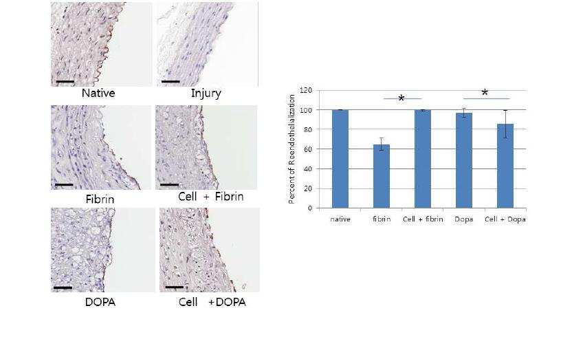 생체접착성 HA- catechol 하이드로젤을 이용하여 제대혈 줄기세포를 토끼 내막비후모델에 적용한 후 수행된 혈관 재내피화 염색 및 정량 분석.