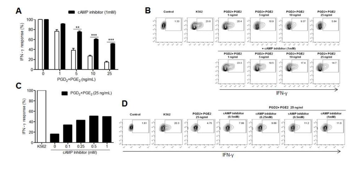 PGD2와 PGE2에 의해 억제되는 NK 세포의 cytokine 분비가 cAMP inhibitor에 조절되는지 여부 평가.