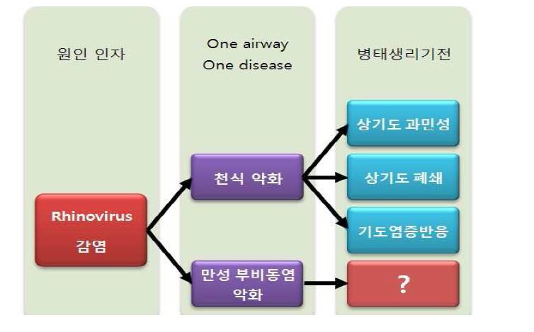 리노바이러스 감염이 천식과 만성 부비동염에 미치는 영향