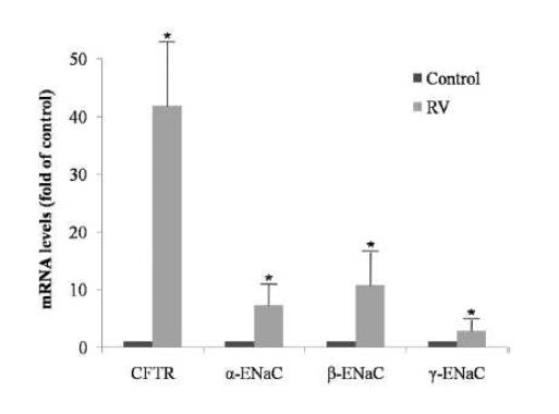 비강 상피세포에서 리노바이러스에 의해 CFTR, α- ENaC, β- ENaC, γ- ENaC의 mRNA 발현이 각각 42, 7, 11, 3배로 유의하 게 증가하였음.