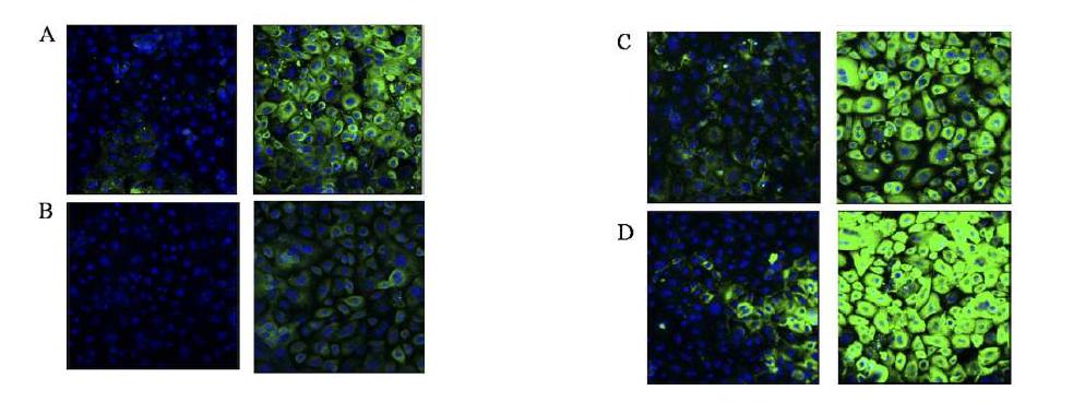 confocal immunofluorescence microscopy에서 CFTR (A), α- ENaC (B), β- ENaC (C), γ- ENaC (D) 단백질에 대한 immunofluorescence intensity가 각각 리노바이러스 감염군 (우측)에서 대조군(좌측)에 비하여 6.2배, 5.2배, 5.4배, 4.2배로 유의하게 증가하였음.