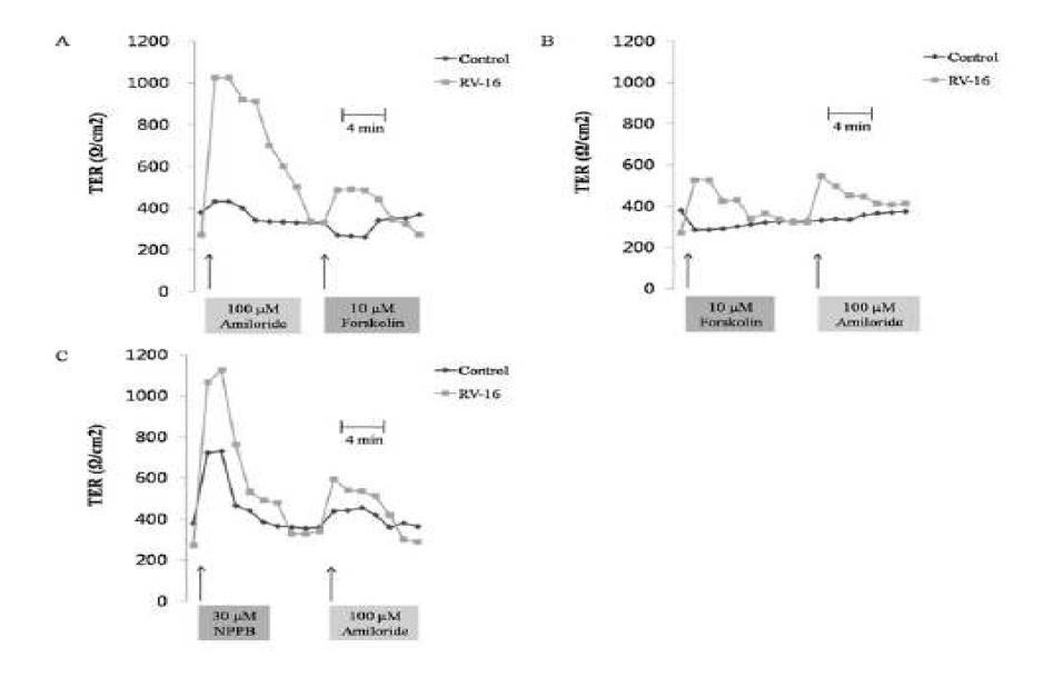 리노바이러스에 감염되지 않은 세포에서 ENaC 억제제인 amiloride는 TER을 증가시키 고 CFTR 활성제인 forskolin은 TER을 감소시키지만, RV 감염 세포들에서 amiloride는 더 많이 TER을 증가시켰고 forskolin도 TER을 증가시켰음. 그러나 CFTR 억제제인 NPPB는 RV에 감염 되지 않은 세포에서보다 RV 감염세포에서 CFTR을 더 많이 억제하였음. 이와 같은 결과는 RV 감염에 의해 CFTR의 기능이 비정상적으로 변화하였고, ENaC의 기능은 항진되었다는 것을 의 미함.